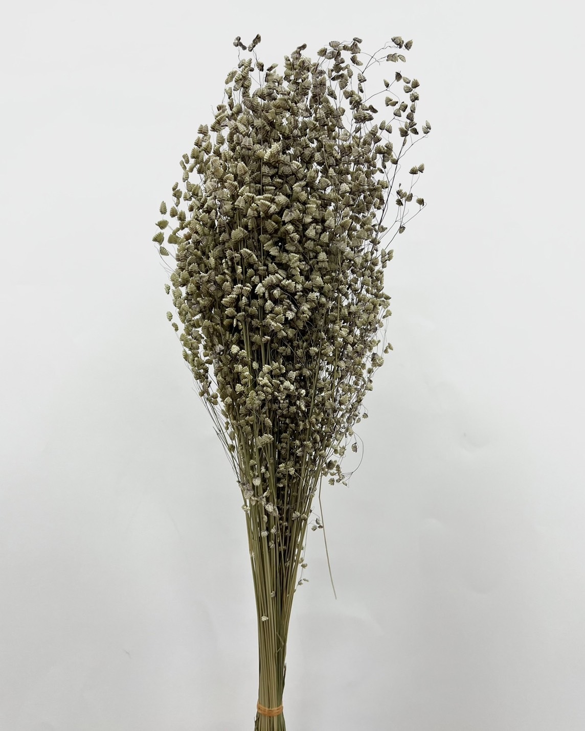 日本乾燥凌風草