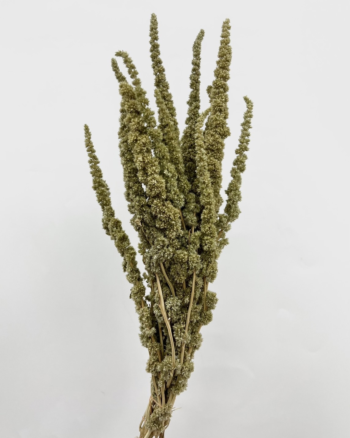 日本乾燥垂雞冠