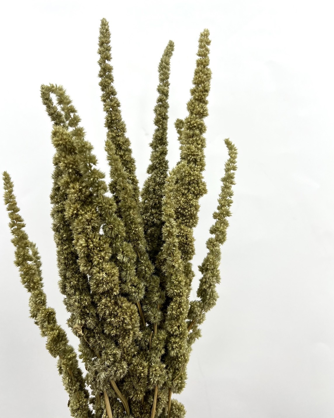 日本乾燥垂雞冠