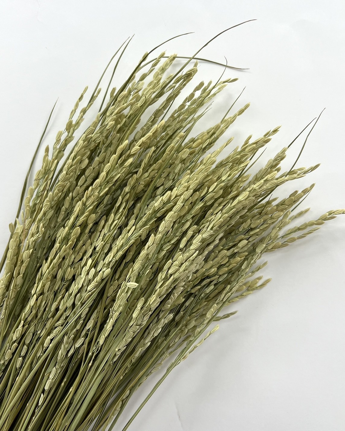 日本乾燥稻穗DN10