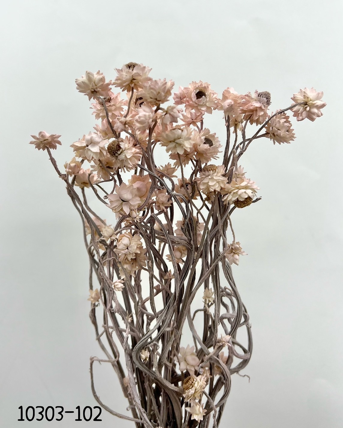 日本乾燥洋甘菊 10303-102