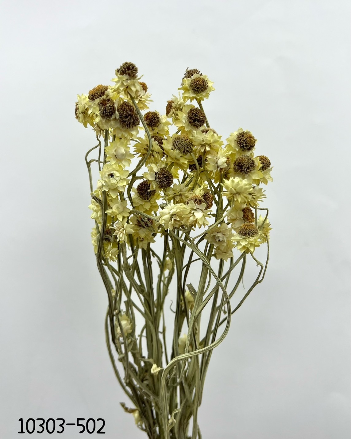 日本乾燥洋甘菊 10303-502