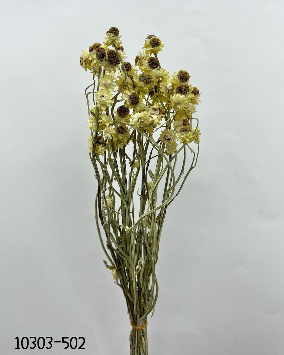 日本乾燥洋甘菊 10303-502