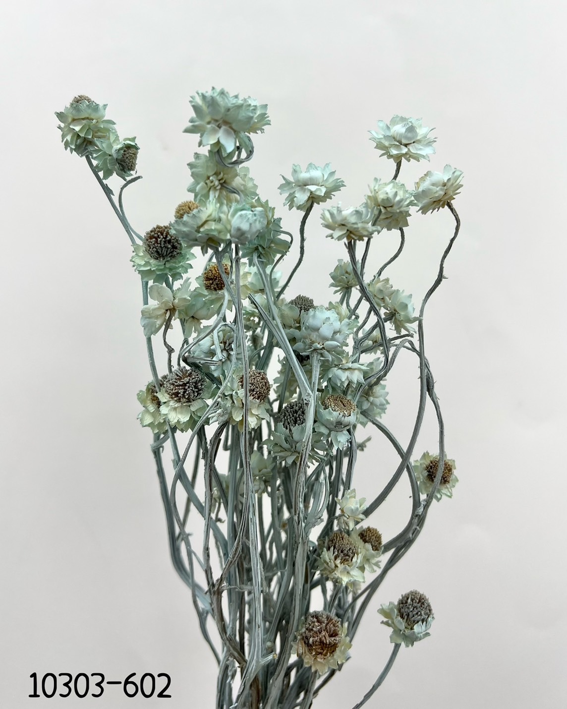 日本乾燥洋甘菊 10303-602