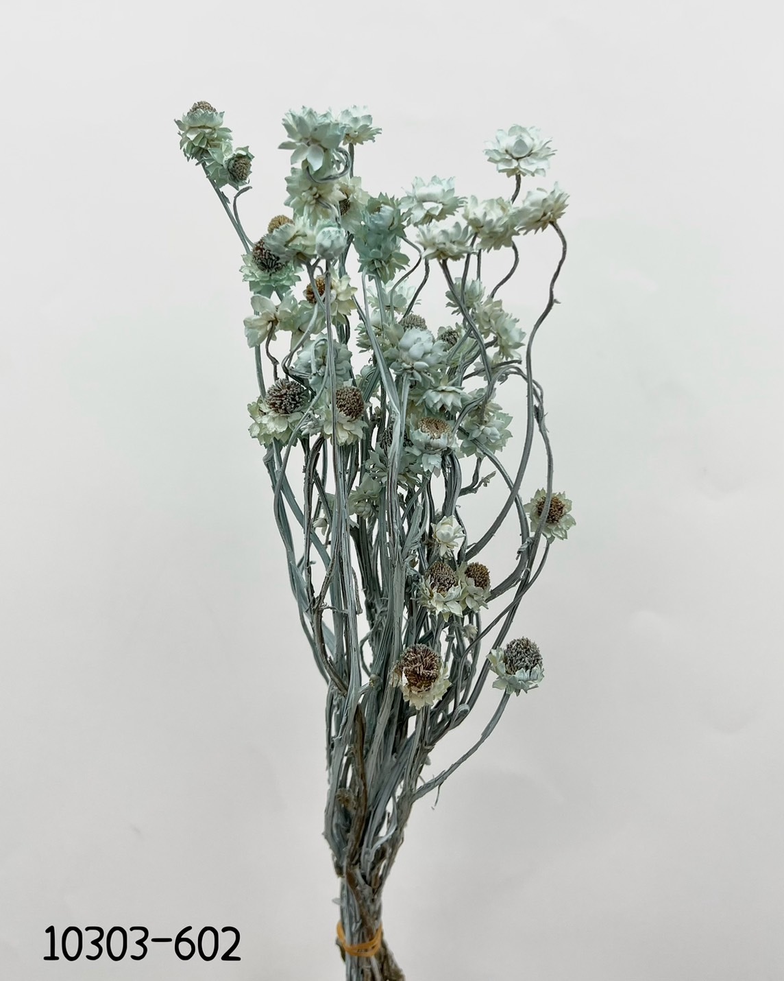 日本乾燥洋甘菊 10303-602