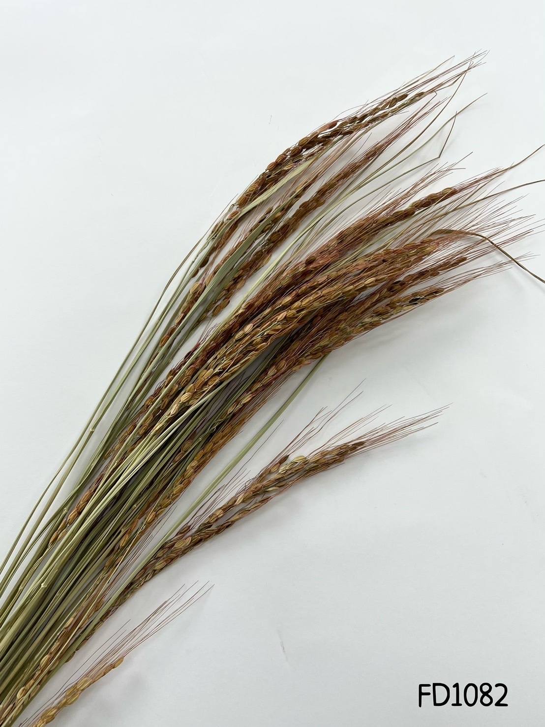 乾燥紅稻穗(長枝)FD1082