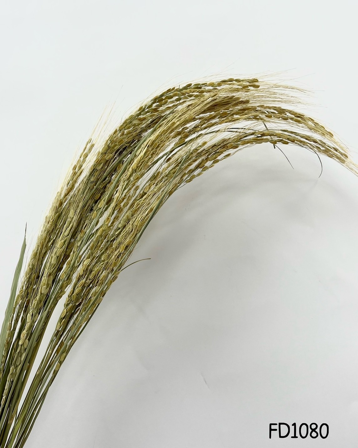 乾燥稻穗(長枝) FD1080