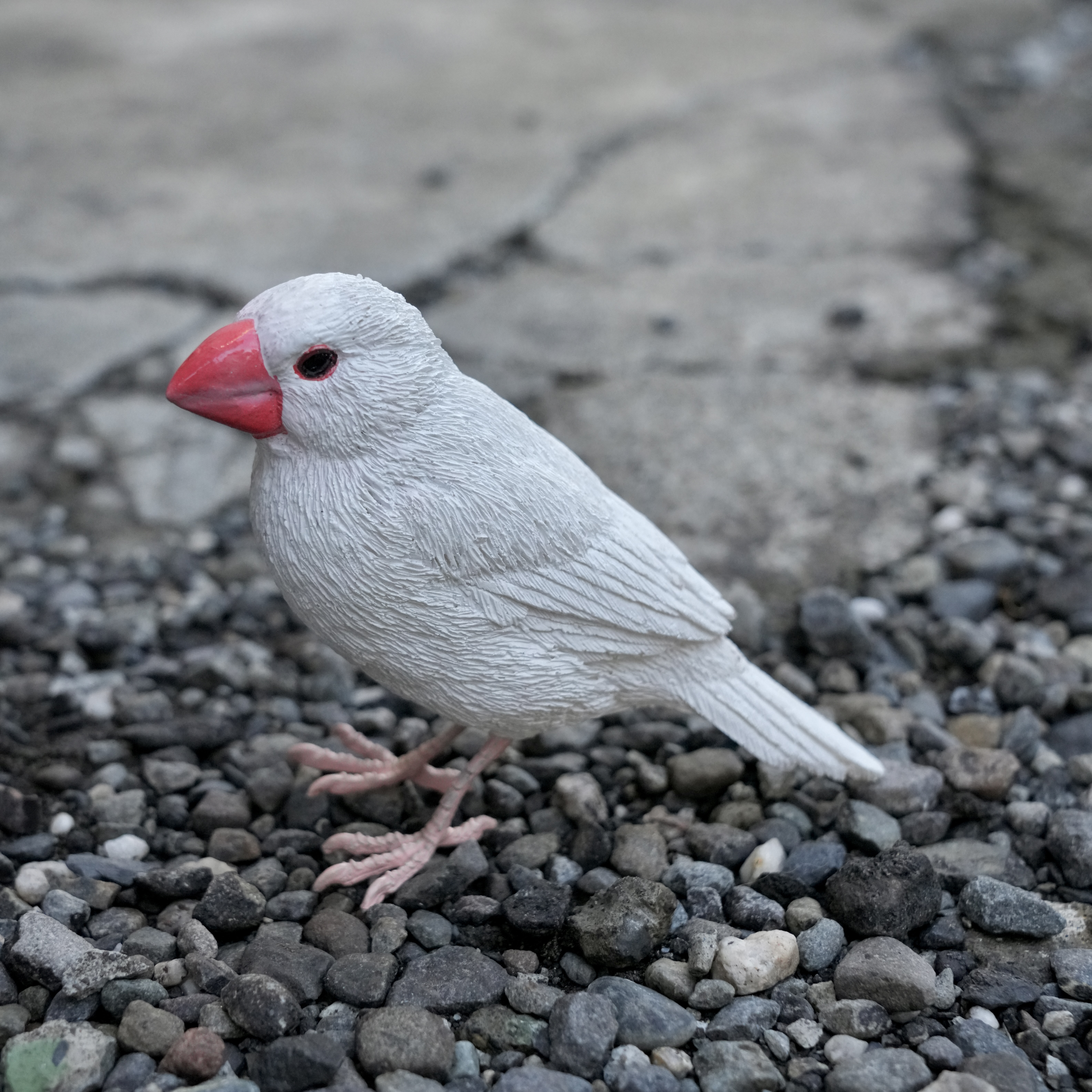 日本 magnet Birdie Bill 【白文鳥】