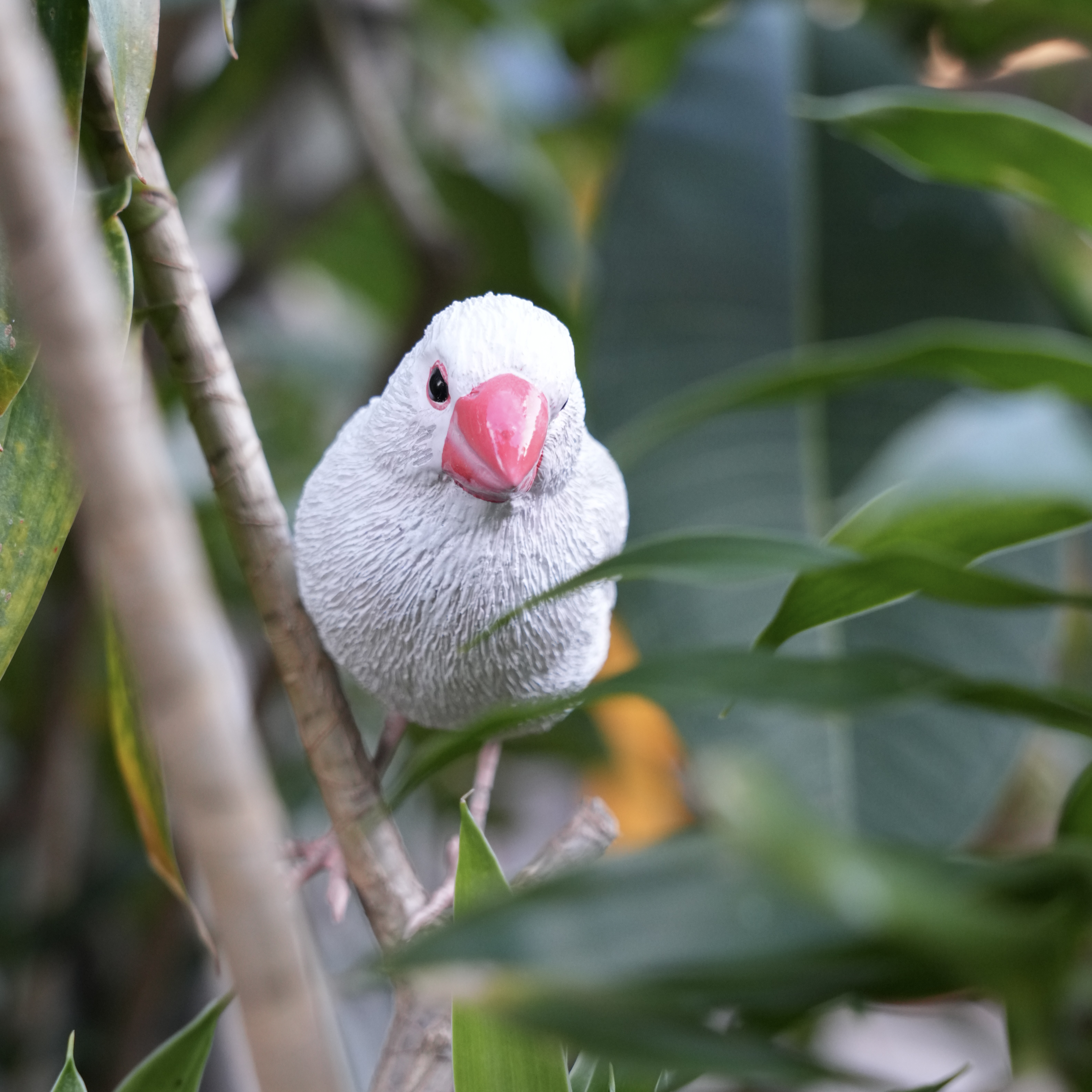 日本 magnet Birdie Bill 【白文鳥】