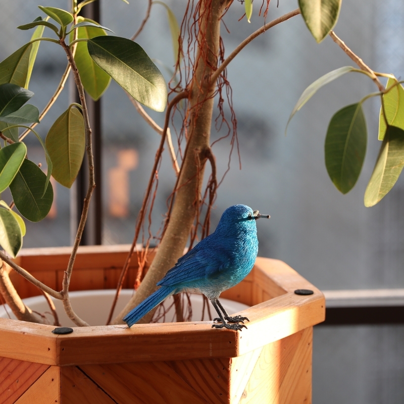 日本 magnet Birdie Bill 【藍鳥】