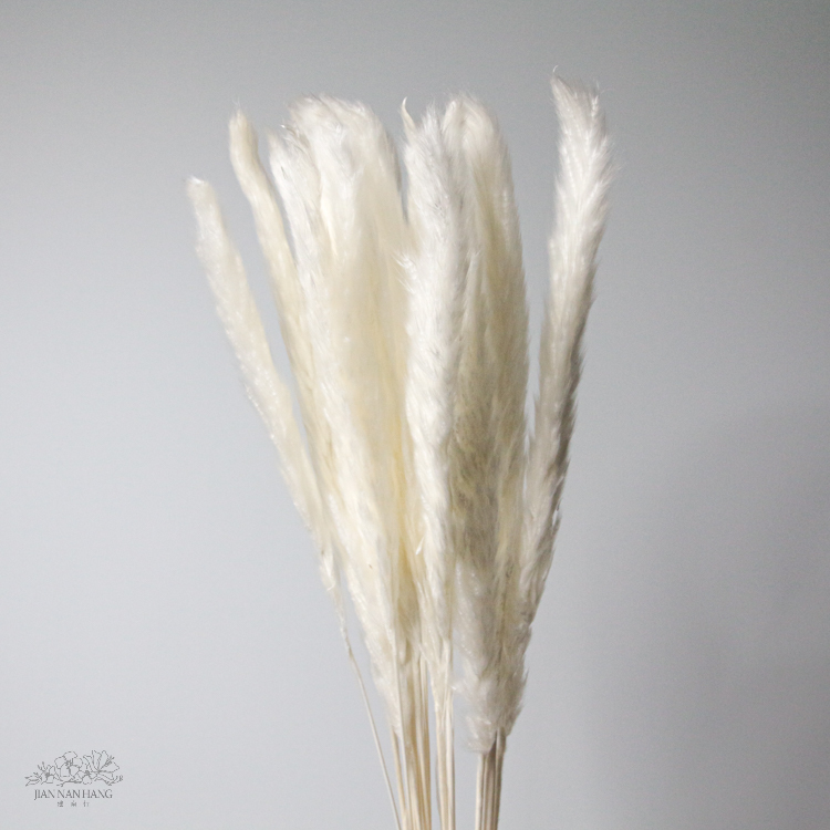 乾燥花 小蘆葦