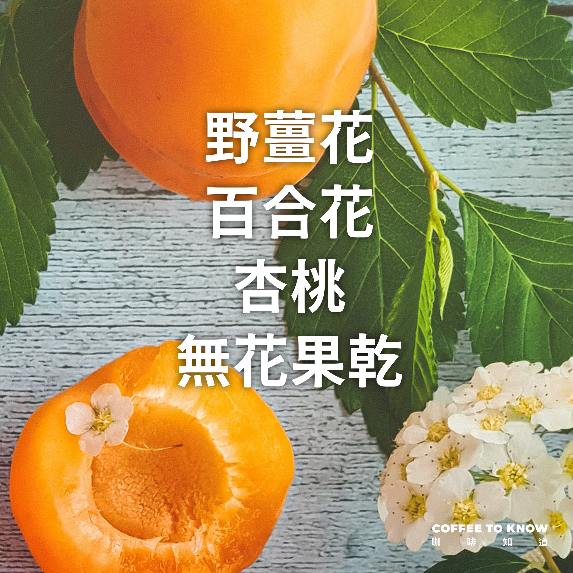 濾掛6包 / 中淺焙 衣索比亞 西達摩 花貝果娜 74158 頂級TOP G1 水洗