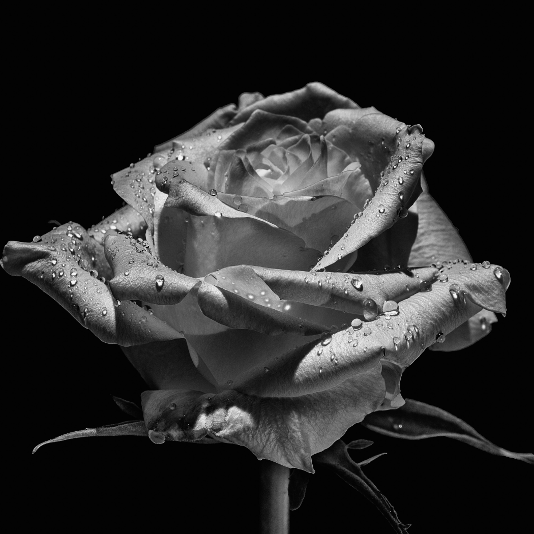 皇后黑玫瑰抗皺精華