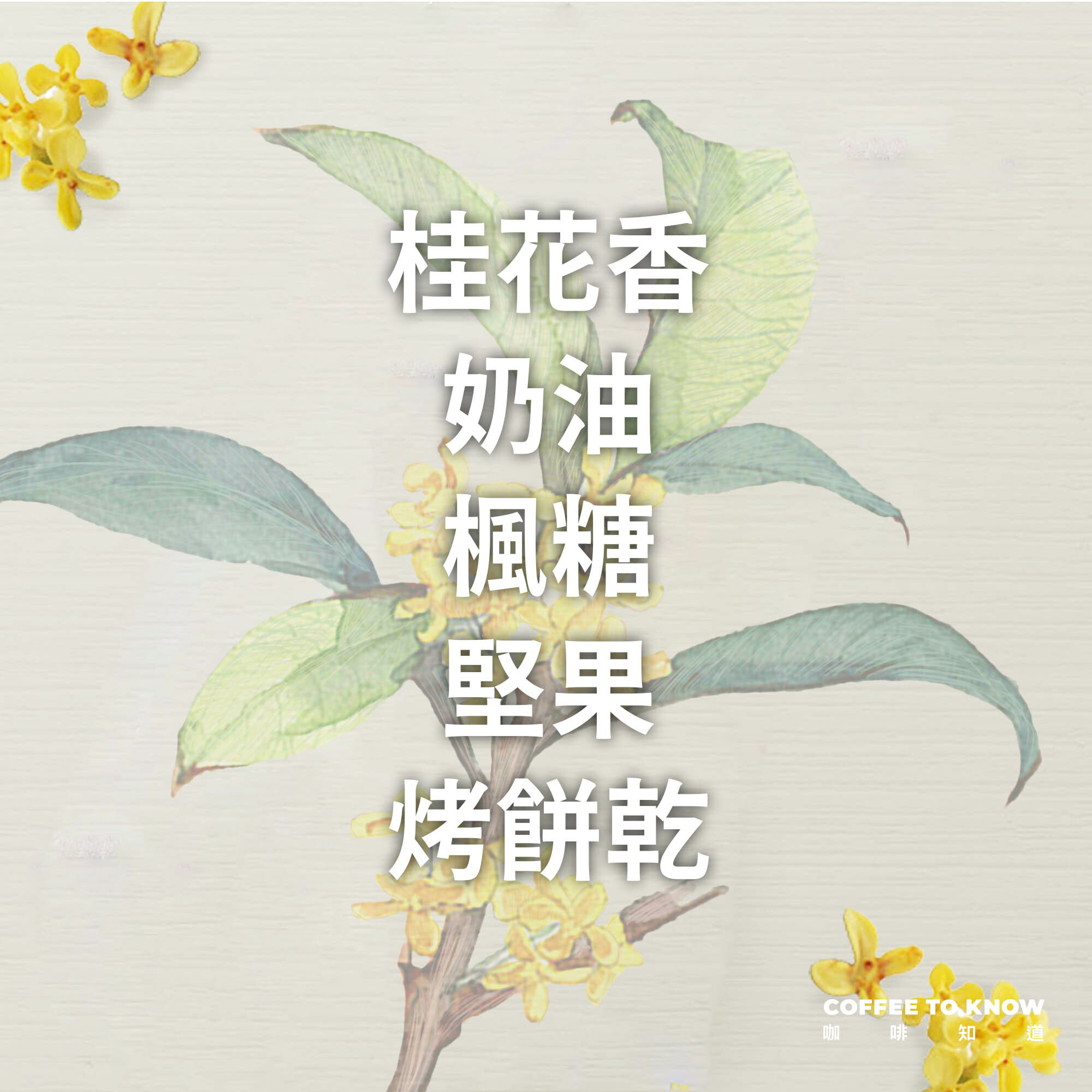 浸泡咖啡5包 / 中烘焙 桂香黑咖啡 / 浸泡包 / 茶包式咖啡