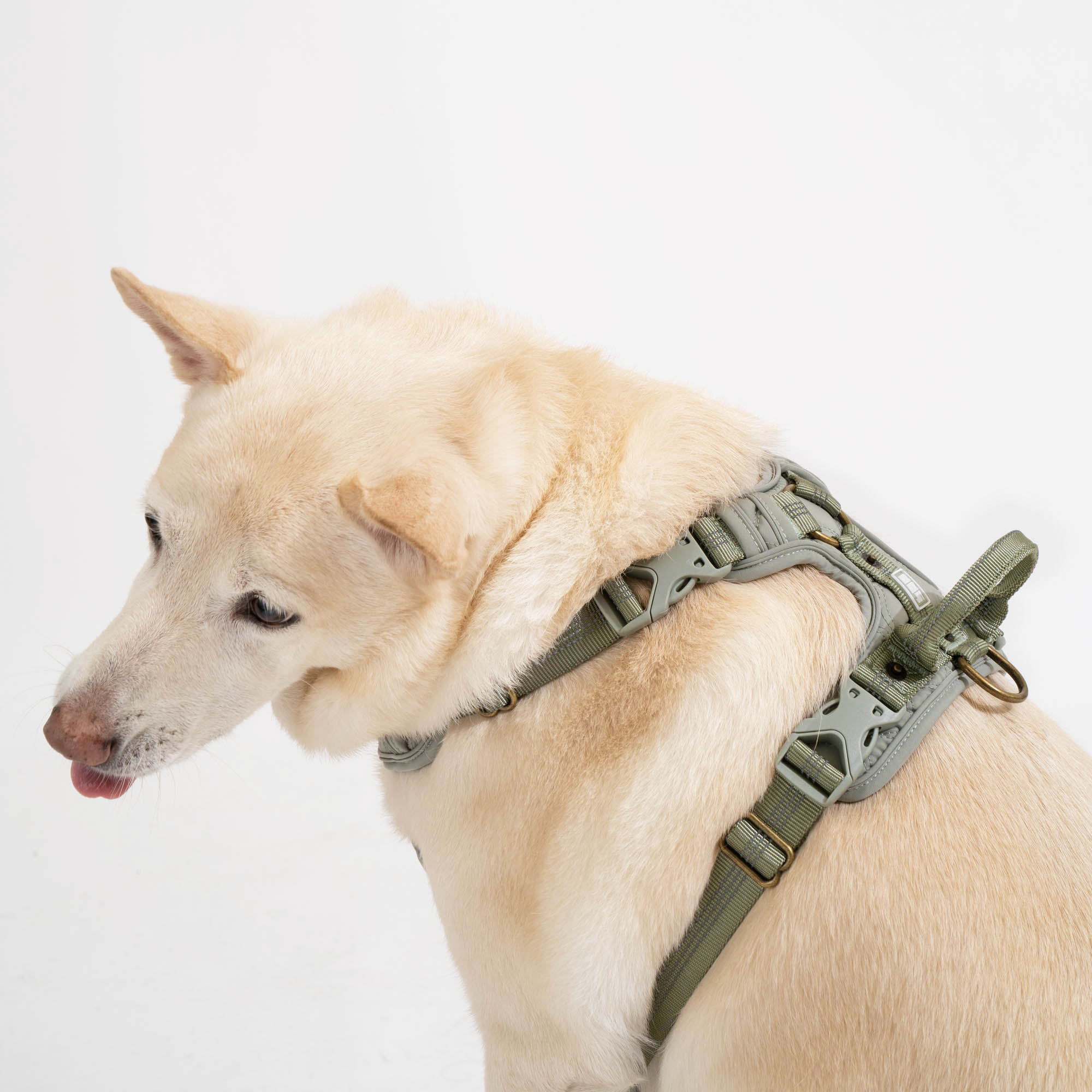 好好散步友善胸背帶 | 鉑金款 2.0 (綠)