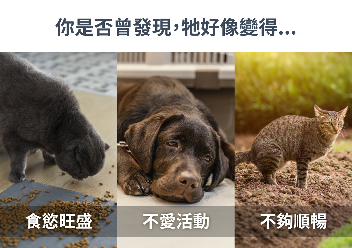 沛威寵物保健品食欲旺盛不愛活動排泄不順造成肥胖