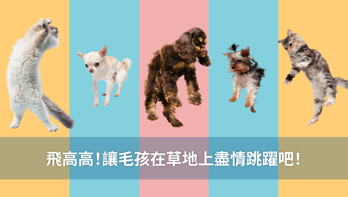 沛威寵物保健促進代謝健康體態