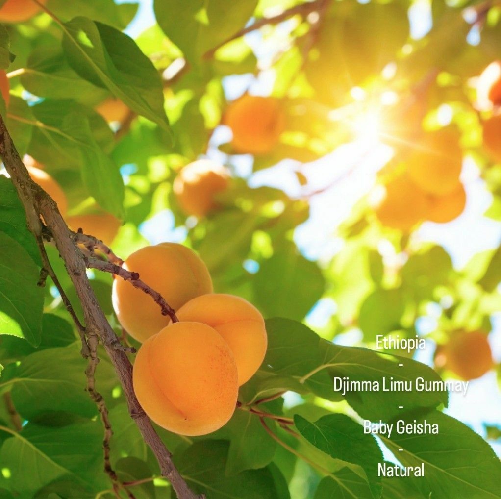 衣索比亞 班奇瑪吉 比洁霓 藝伎 日曬｜200g