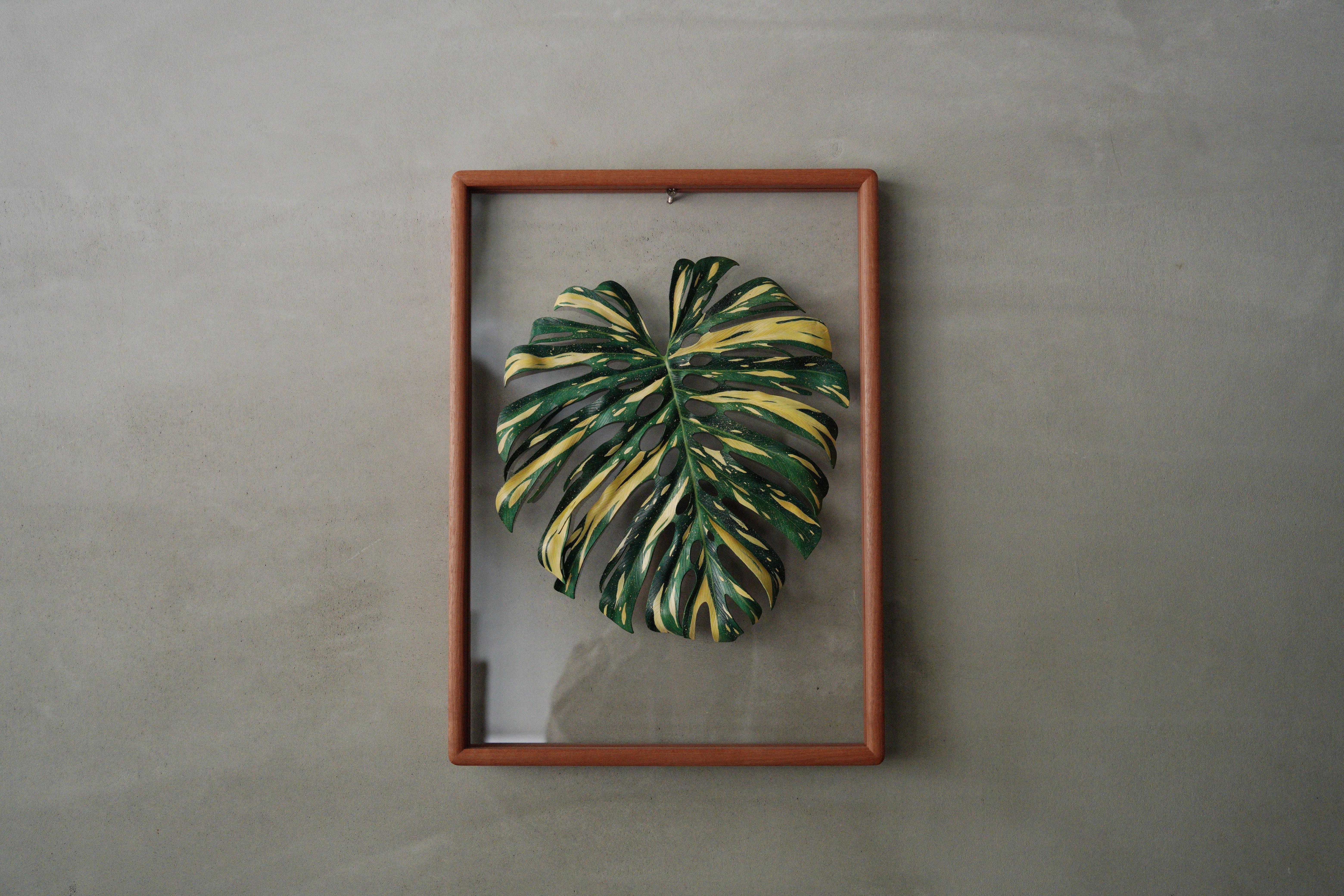 緩室 Huan's｜泰斑龜標本 含胡桃木透明框