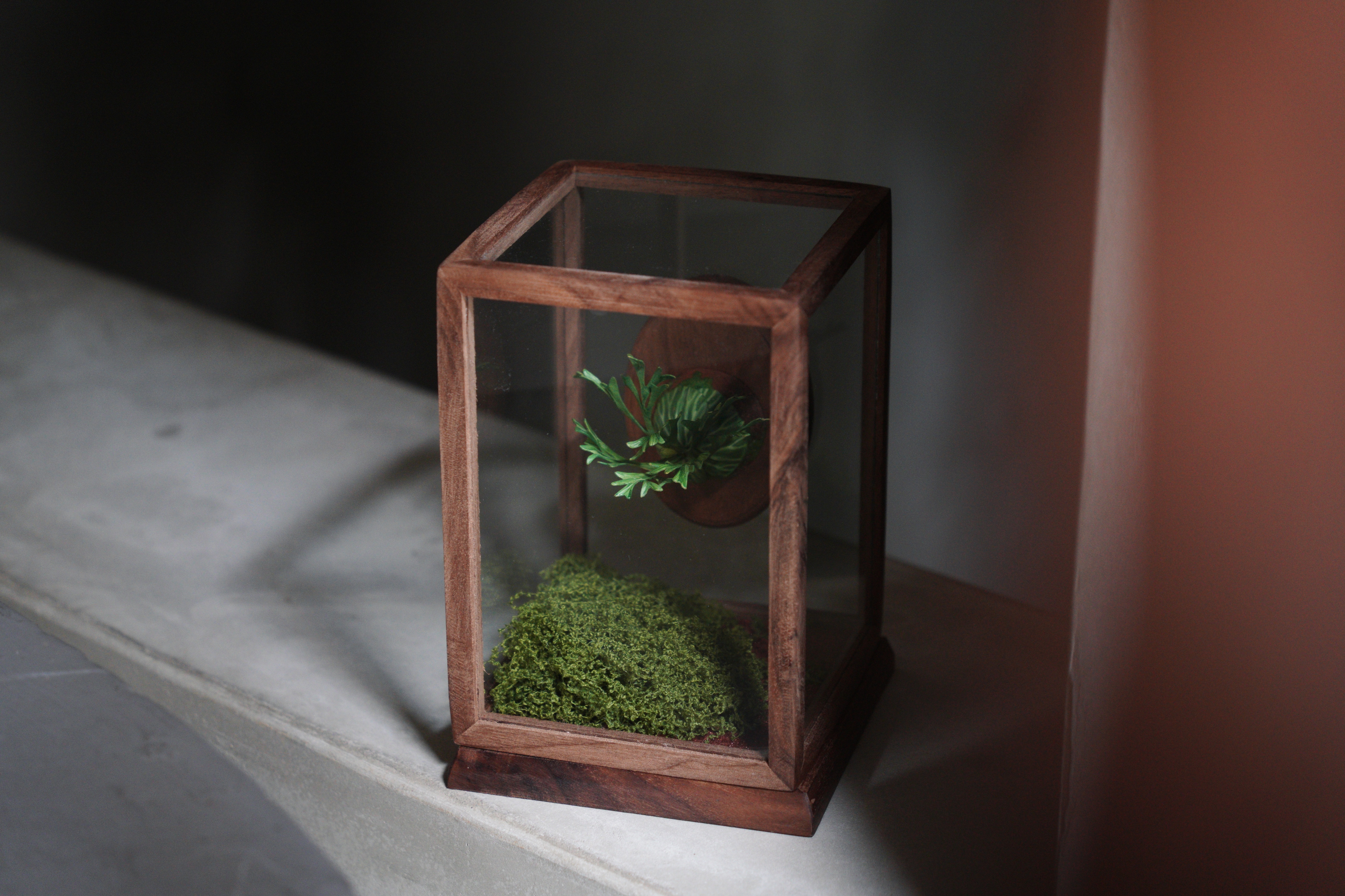 緩室 Huan's｜亞猴鹿角蕨 含玻璃展示盒