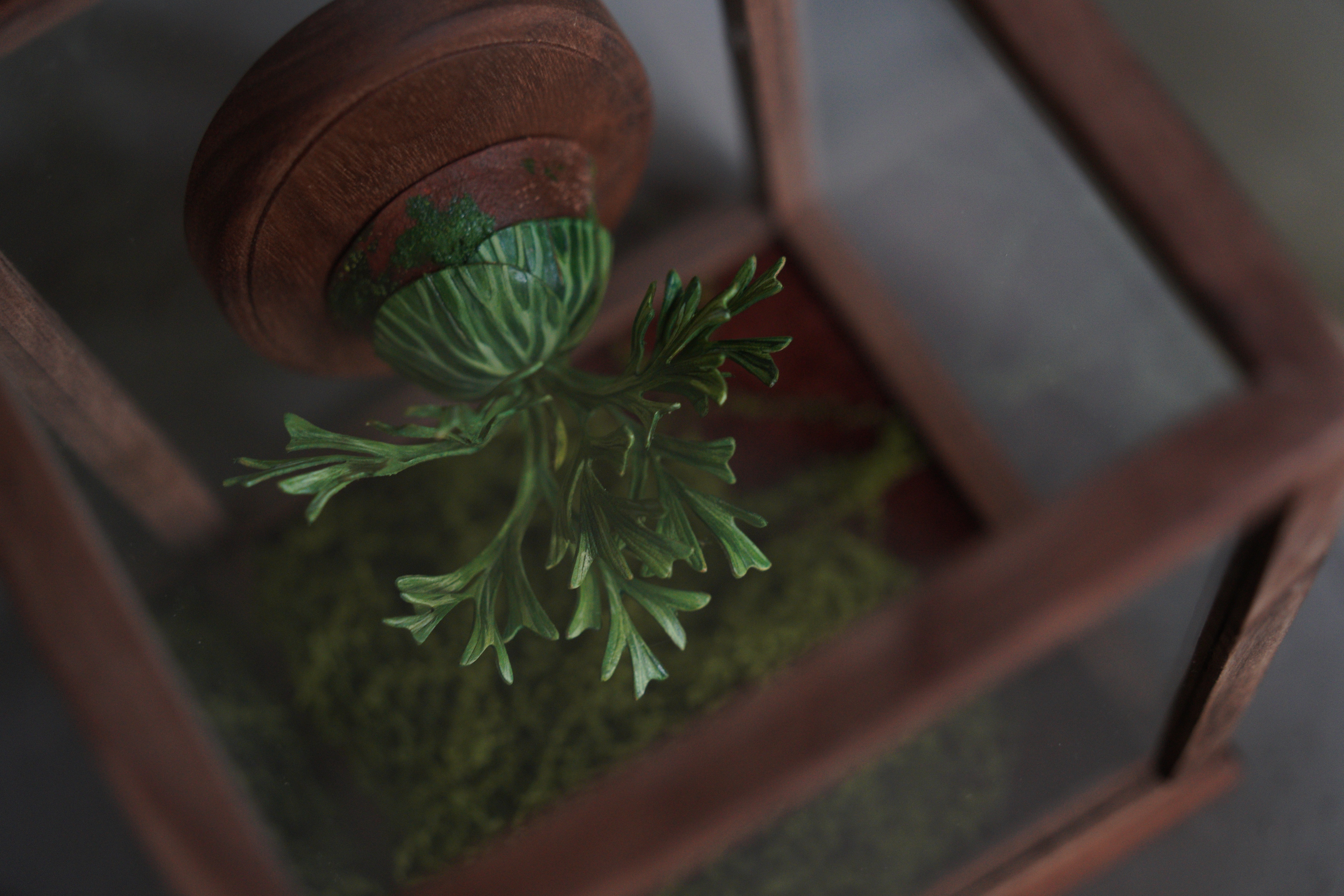 緩室 Huan's｜亞猴鹿角蕨 含玻璃展示盒