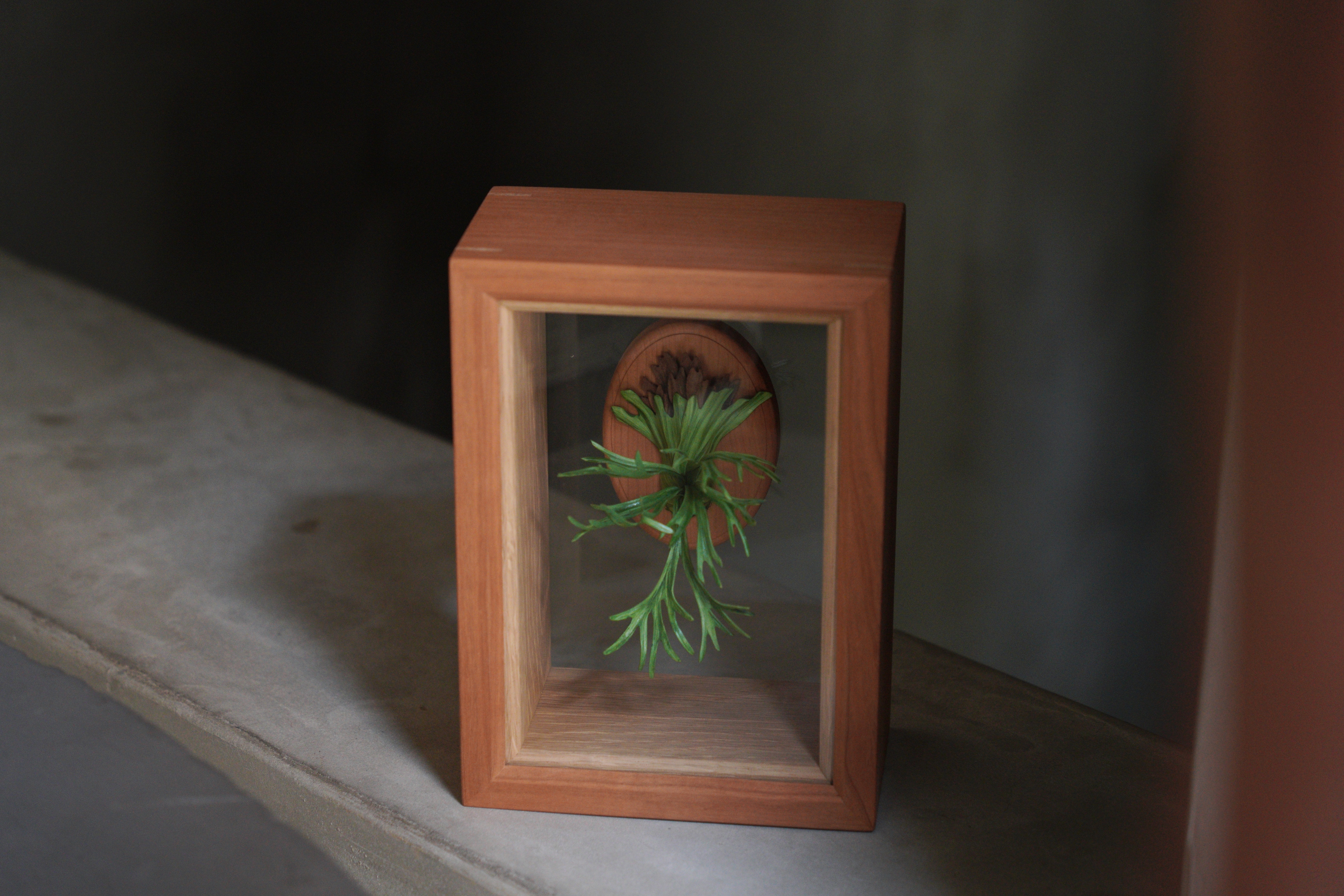 緩室 Huan's｜爪哇鹿角蕨透明相框