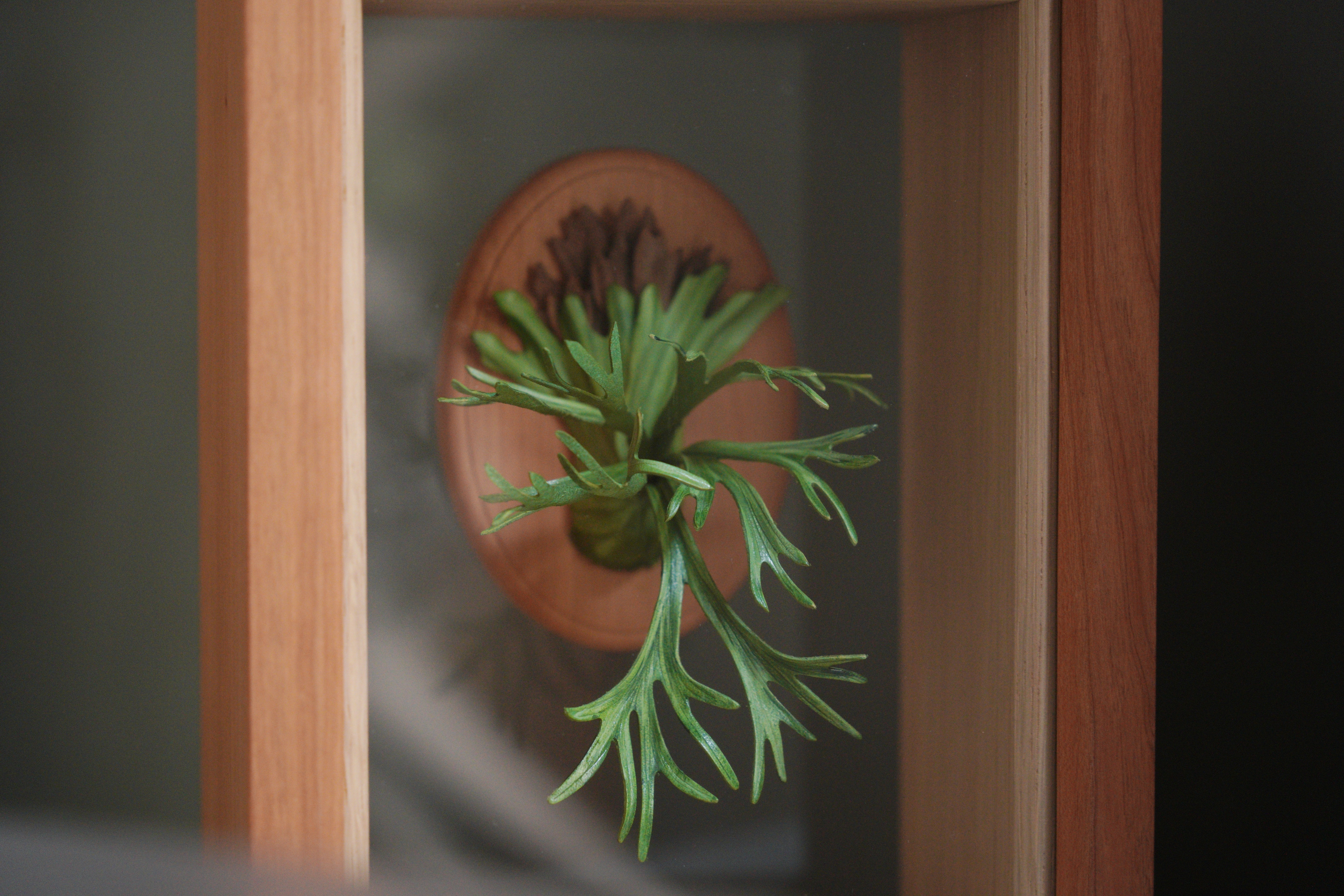 緩室 Huan's｜爪哇鹿角蕨透明相框