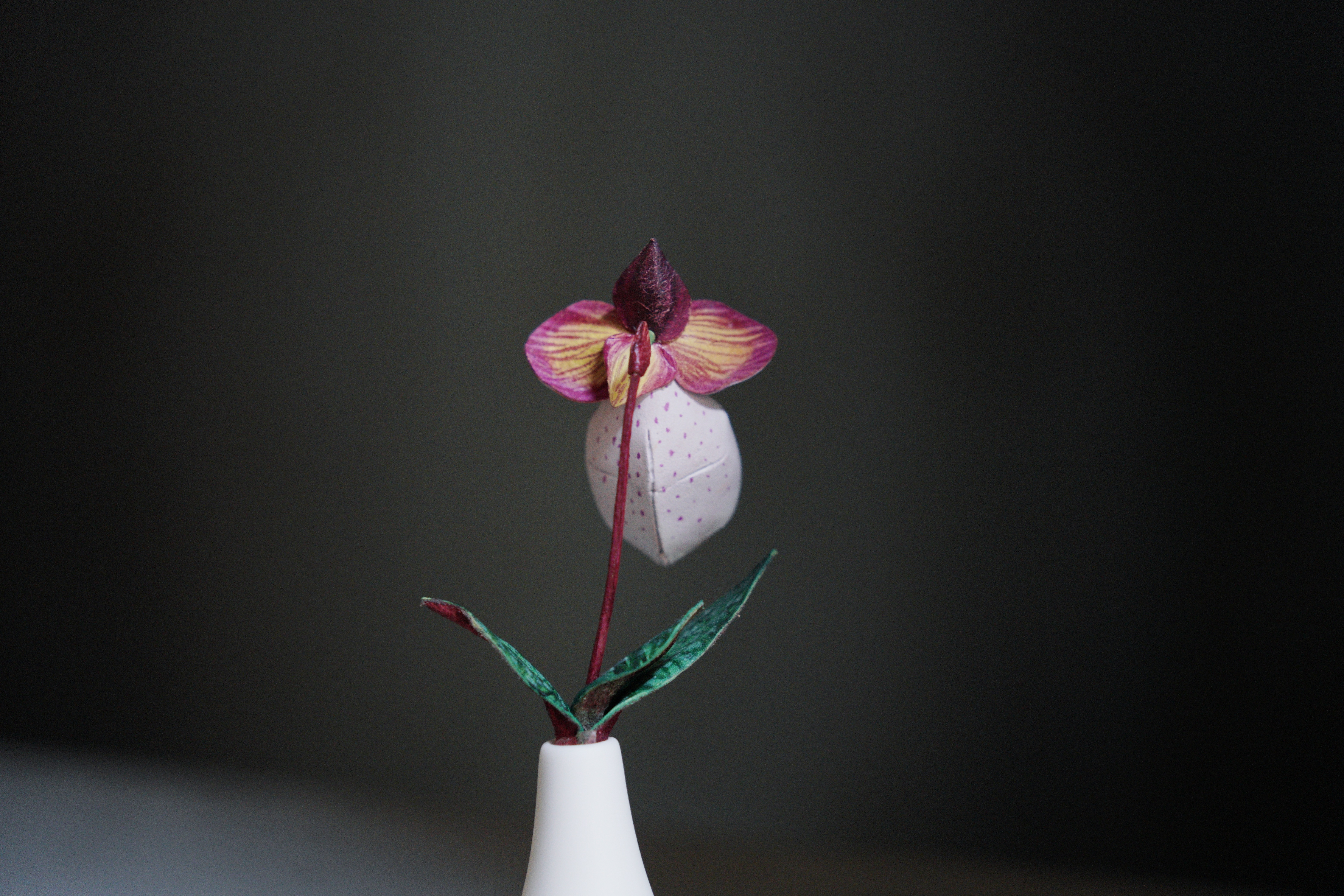 緩室 Huan's｜玉女仙履蘭盆栽 含白瓷盆器