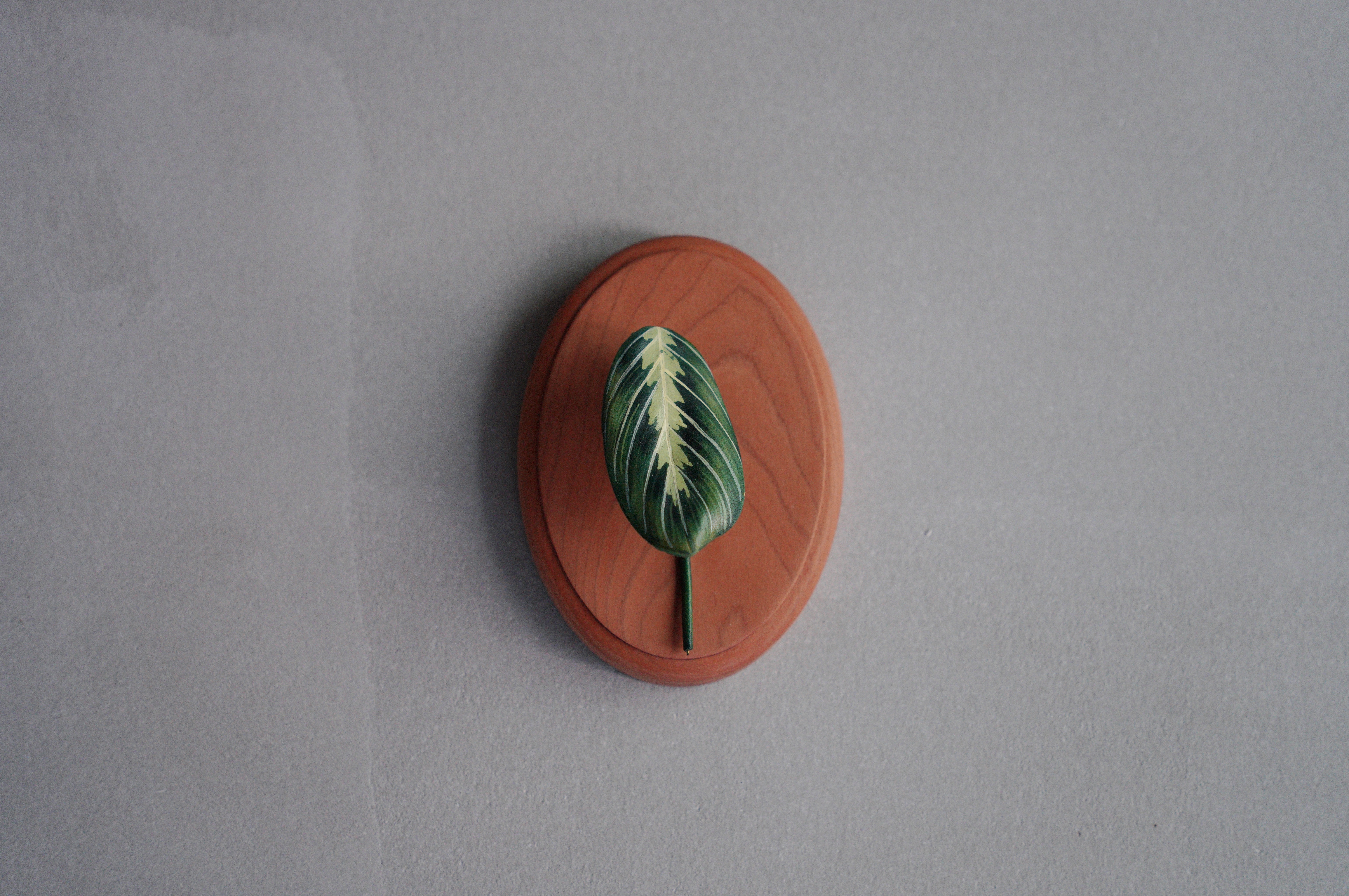 緩室 Huan's｜檸檬竹芋上板標本 含櫻桃木底板