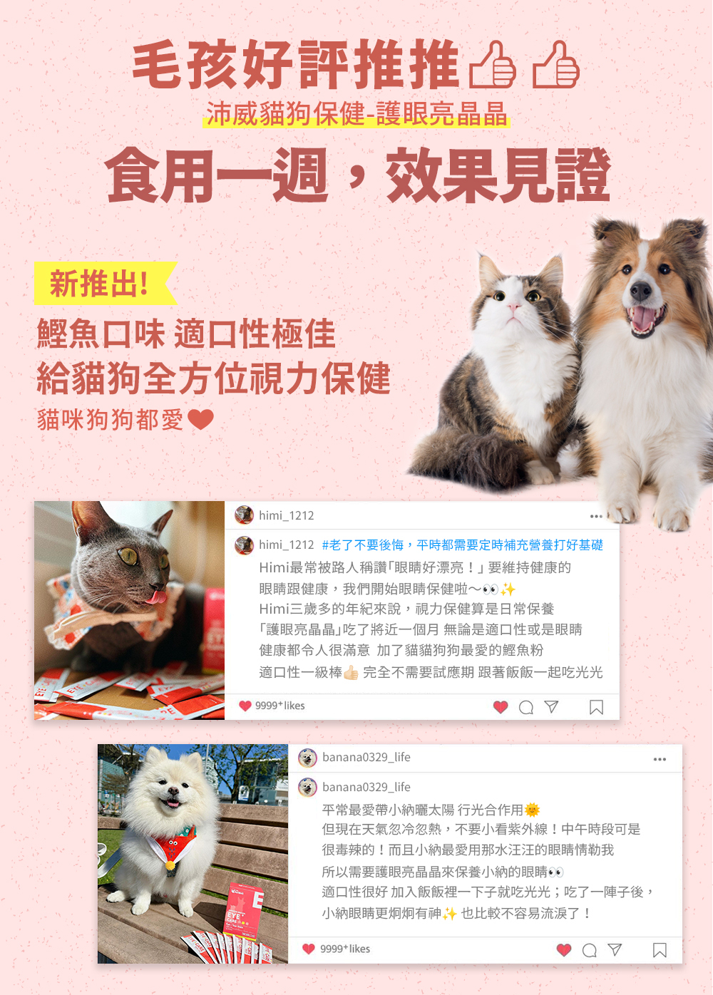 沛威犬貓眼睛保健食用心得分享