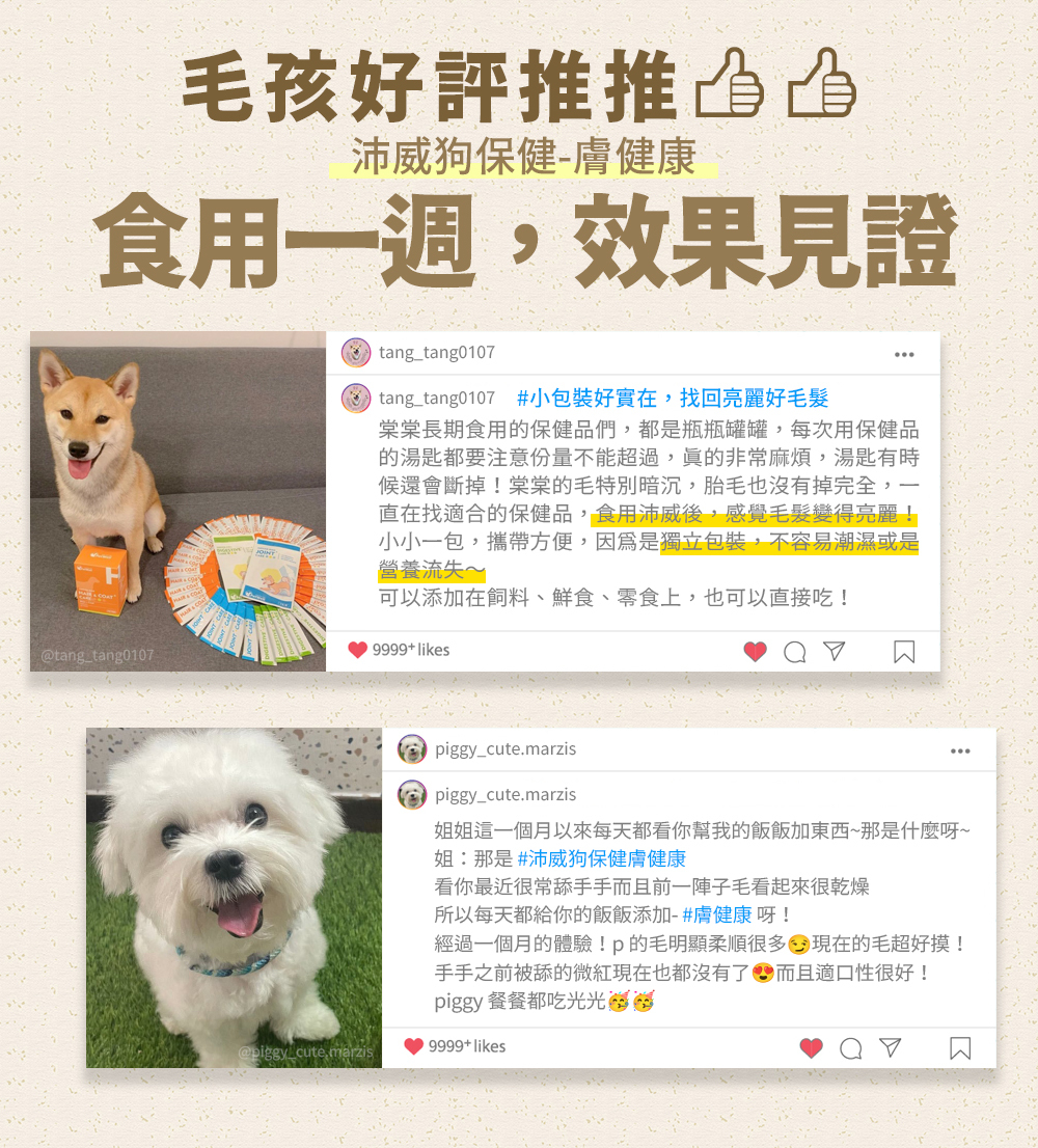 沛威狗保健膚健康食用心得