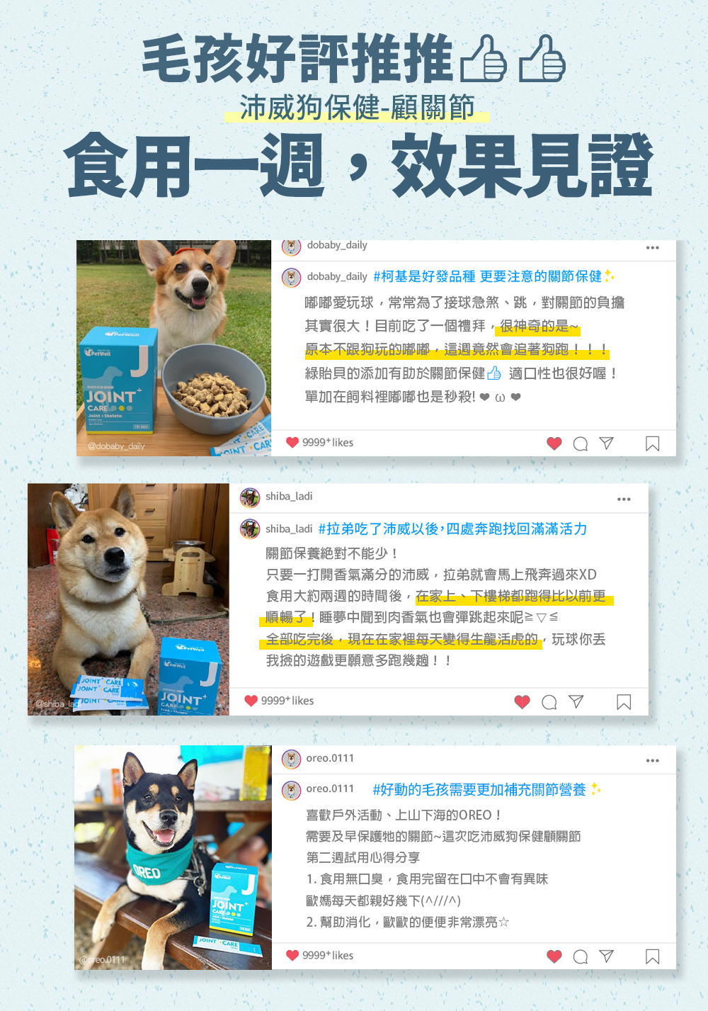 沛威狗保健顧關節食用心得,dobaby_daily 表示柯基犬更要注意關節保養,原本不喜歡跑跳的嘟嘟,在吃了PetWell顧關節後跑步時間明顯變長了