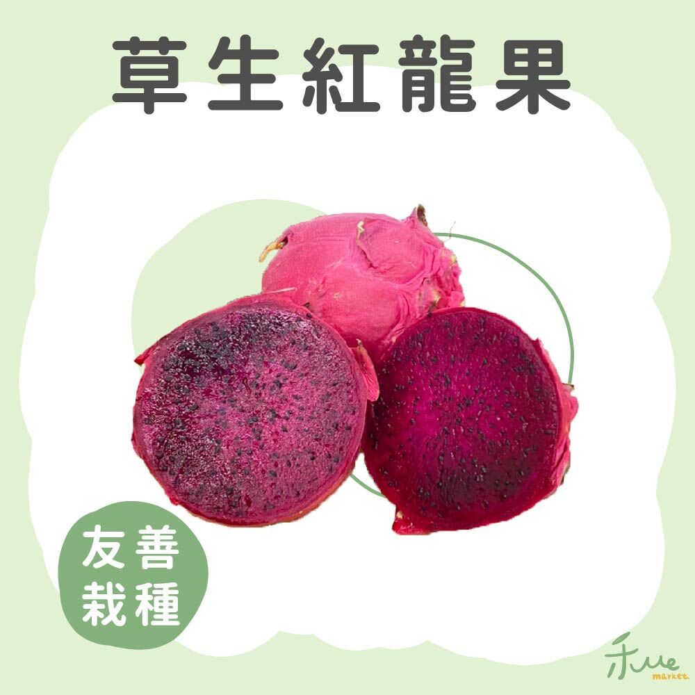 【高雄】紅龍果