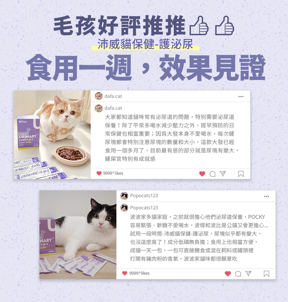 沛威貓保健護泌尿食用心得