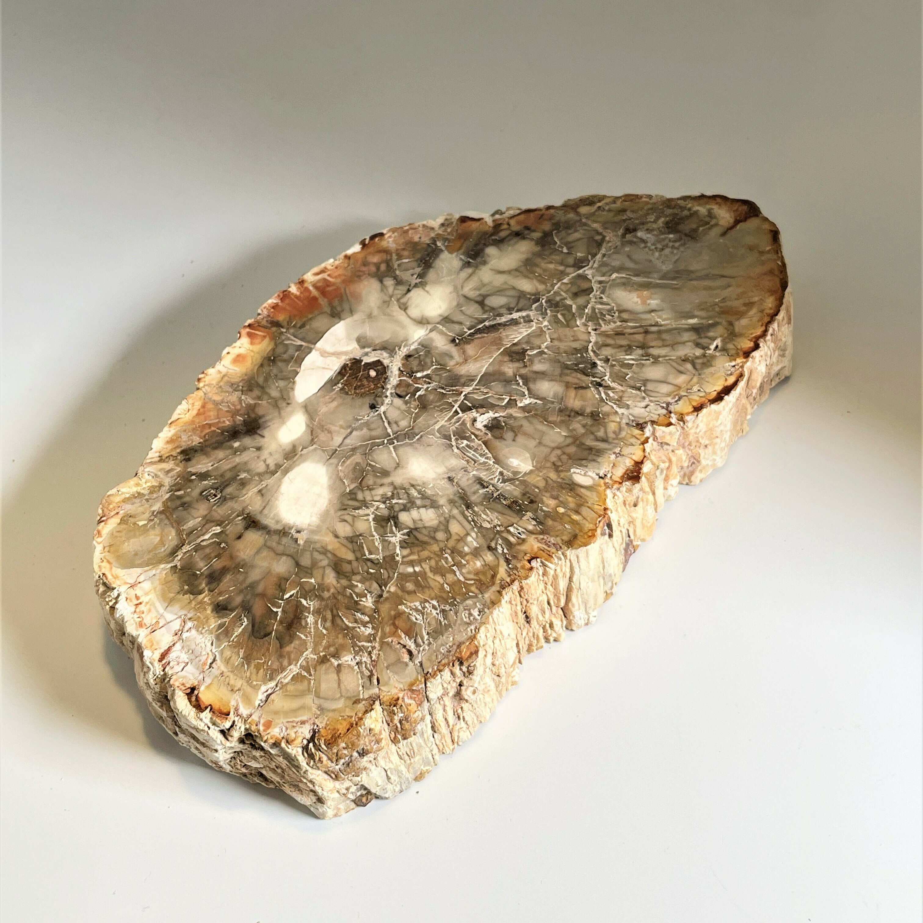 木の化石です。 【公式通販】