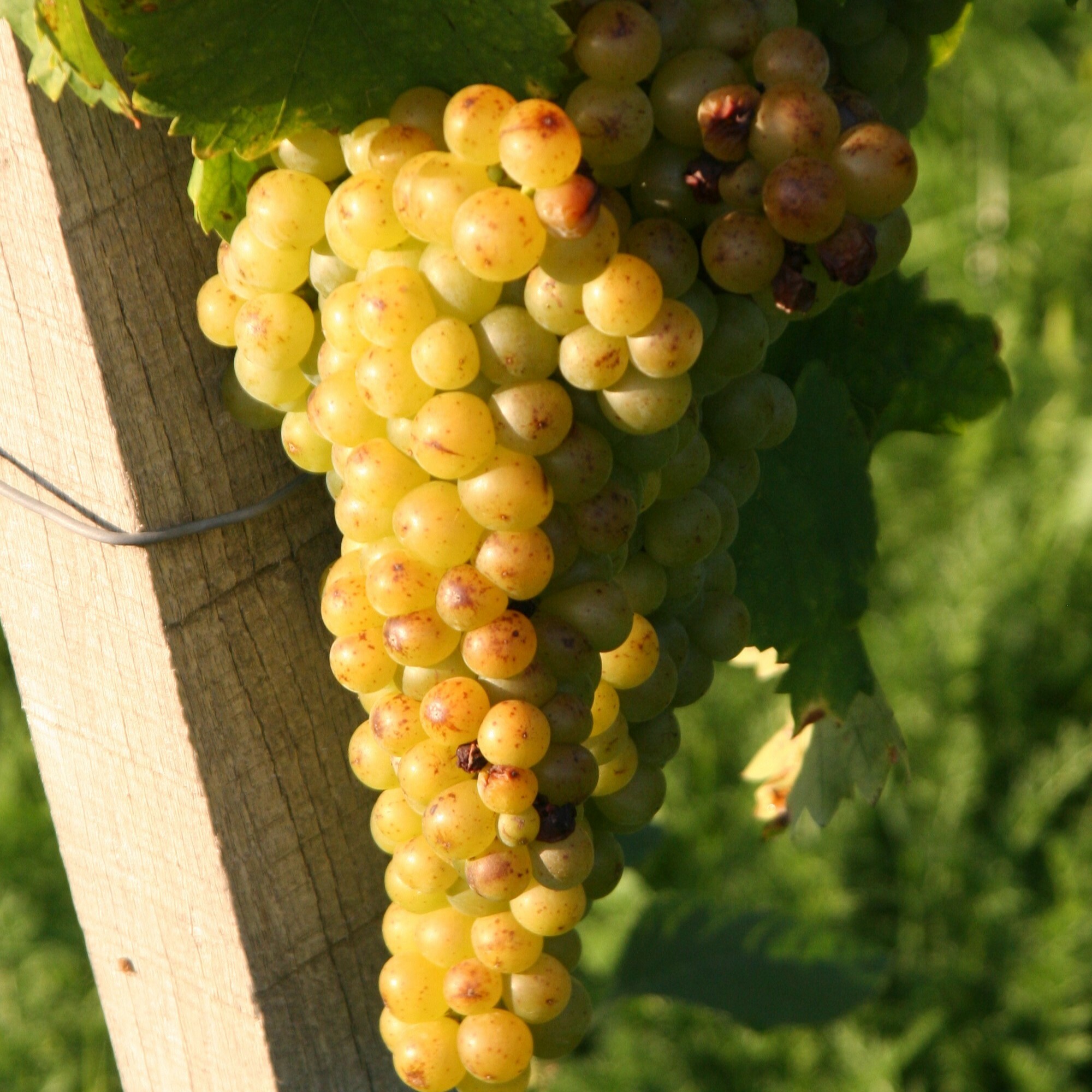 小粒種白蜜思嘉, Gelber Muskateller, 芳香葡萄酒, 奧地利白酒, 德國白酒, 葡萄酒風味, 葡萄酒歷史, 全球葡萄酒, 葡萄酒愛好者, 花香白酒, 白酒搭配, 小粒種白蜜思嘉起源