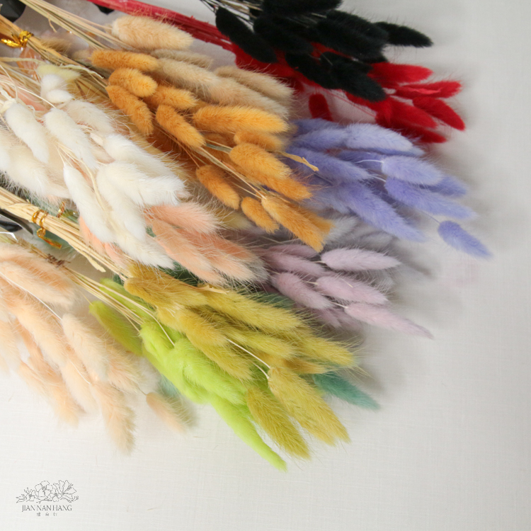 乾燥花 兔尾草 15色