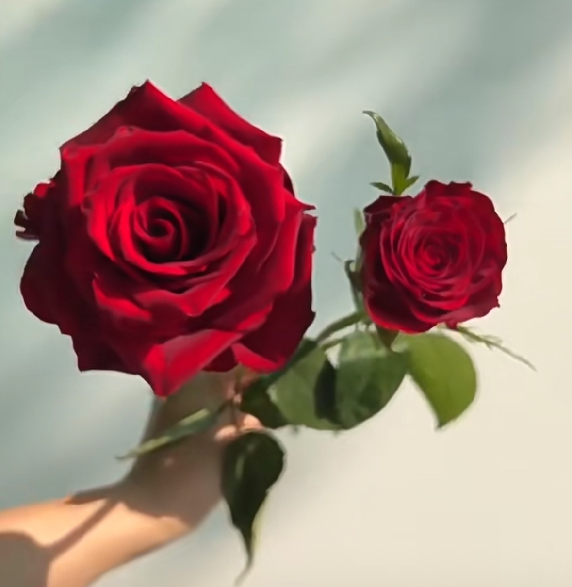 進口玫瑰跟國產玫瑰差別