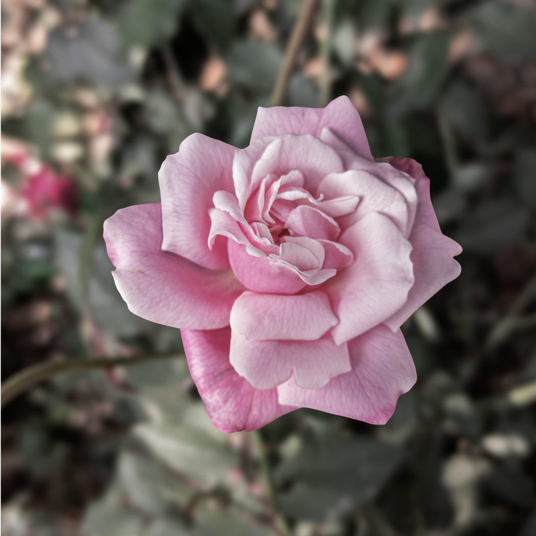 大馬士革玫瑰晴露