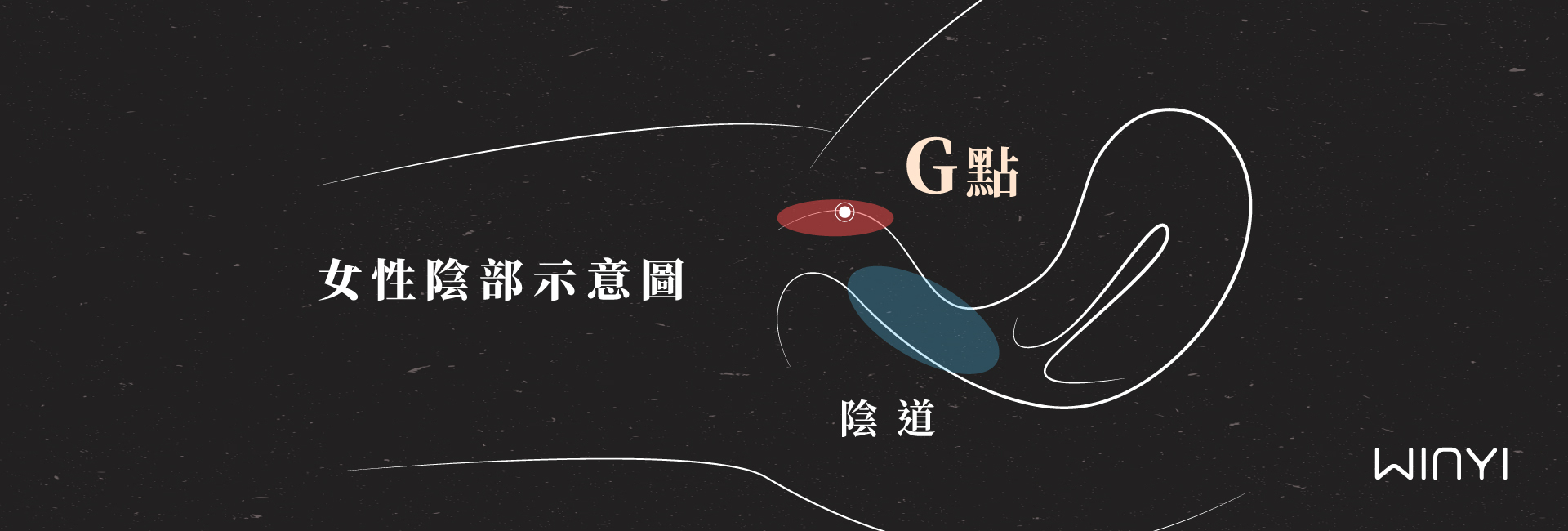 陰道G點位置