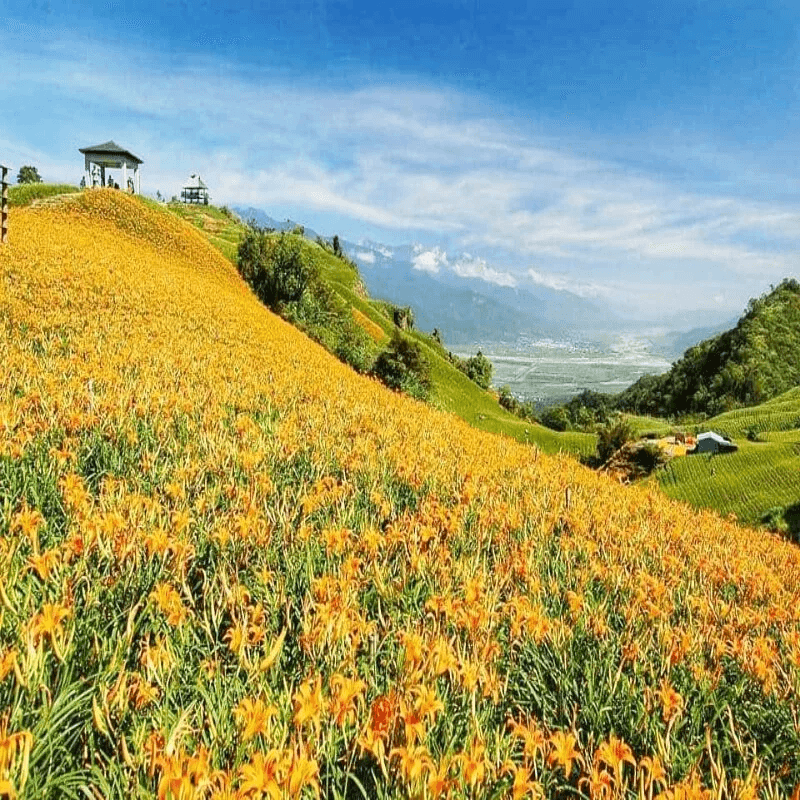 花蓮包車一日遊行程推薦：浪漫金針花之旅一日遊