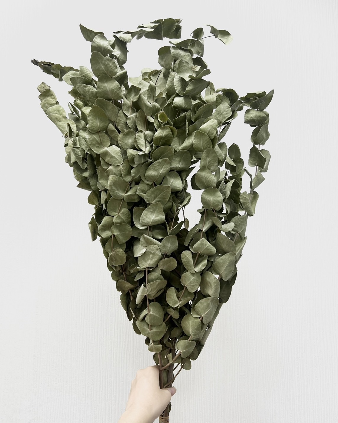 乾燥大葉尤加利葉