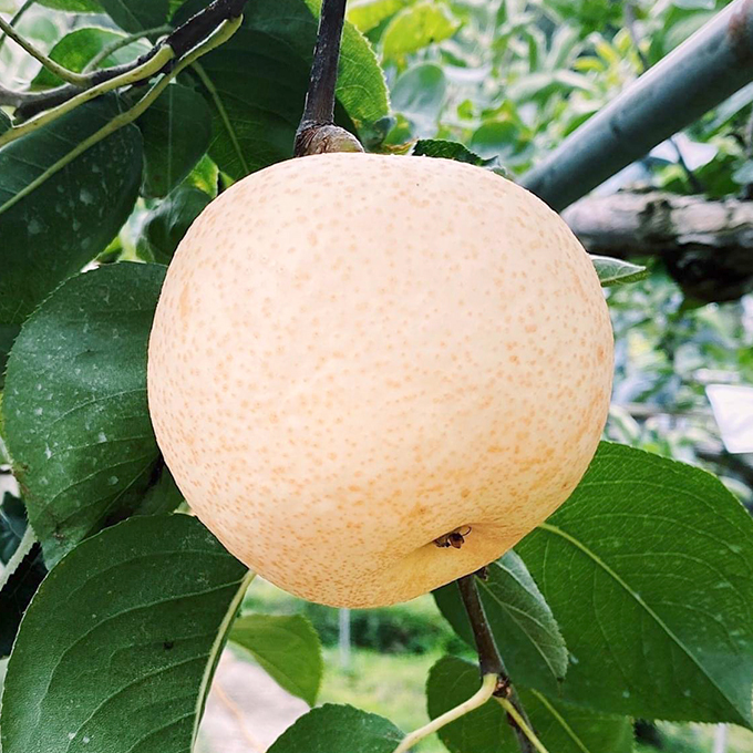 新世紀梨在欉黃採收