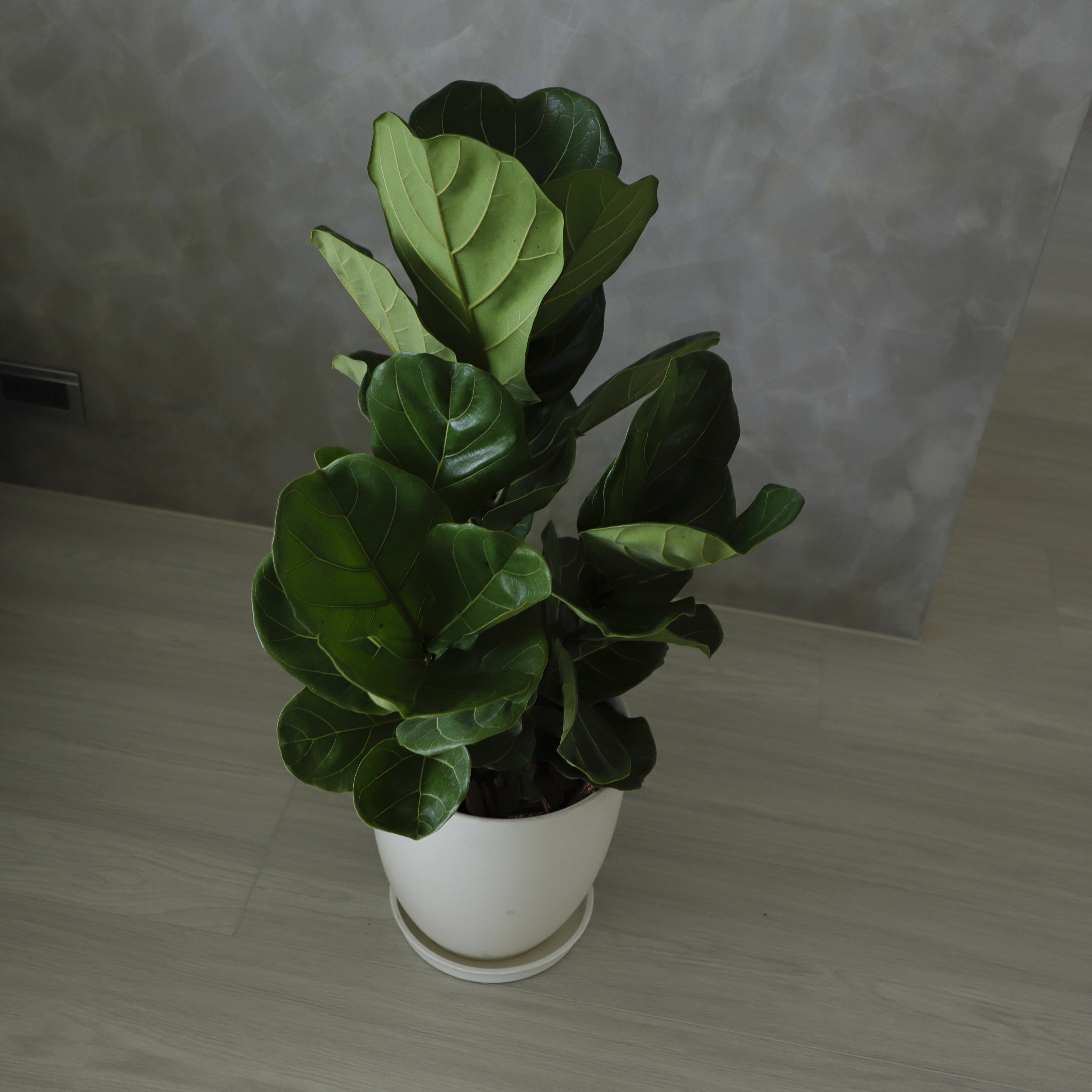 琴葉榕 (中)