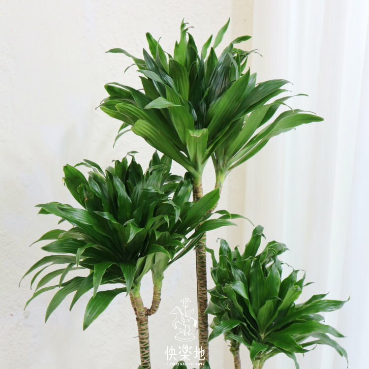 阿波羅千年木 LP240680