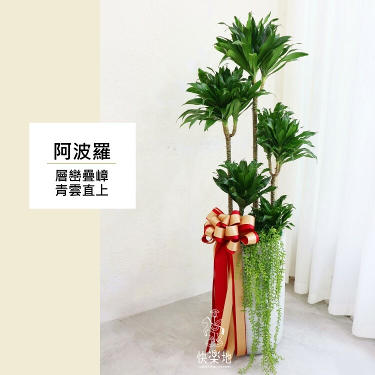 阿波羅千年木 LP240680