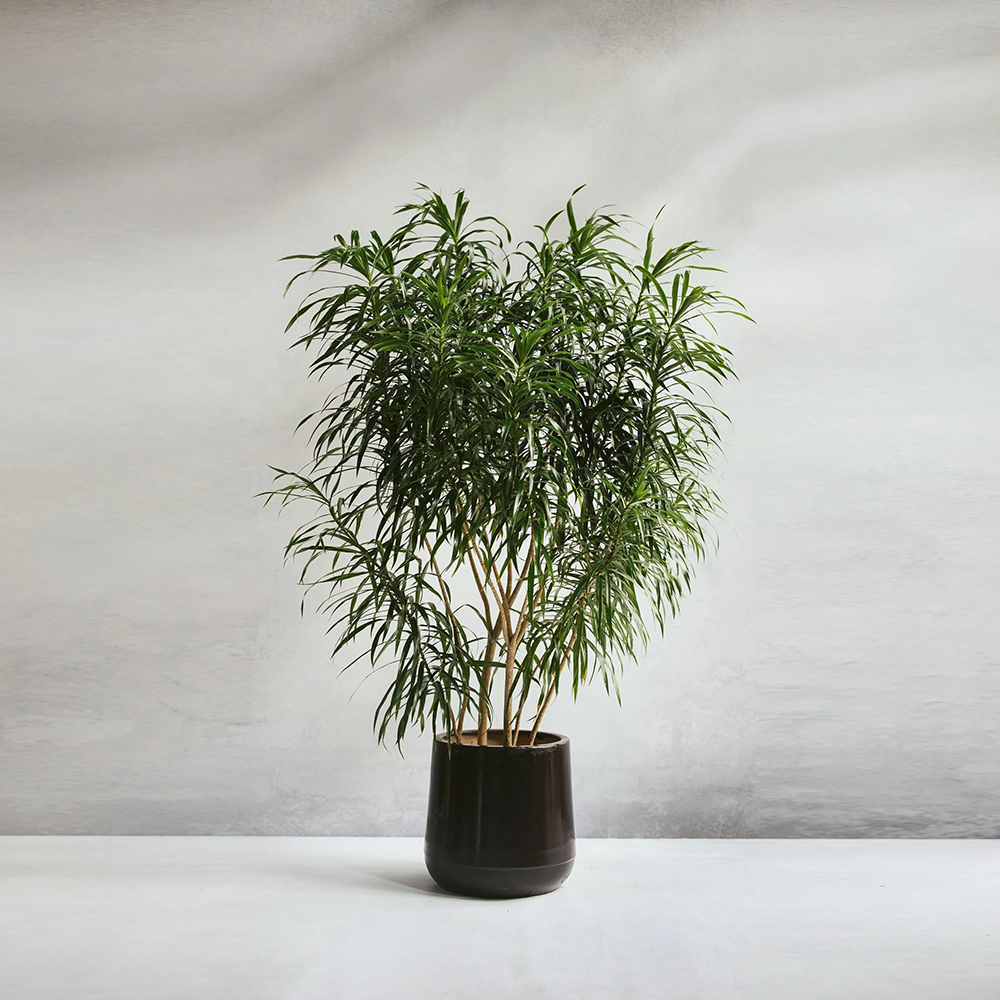 細葉百合竹植栽