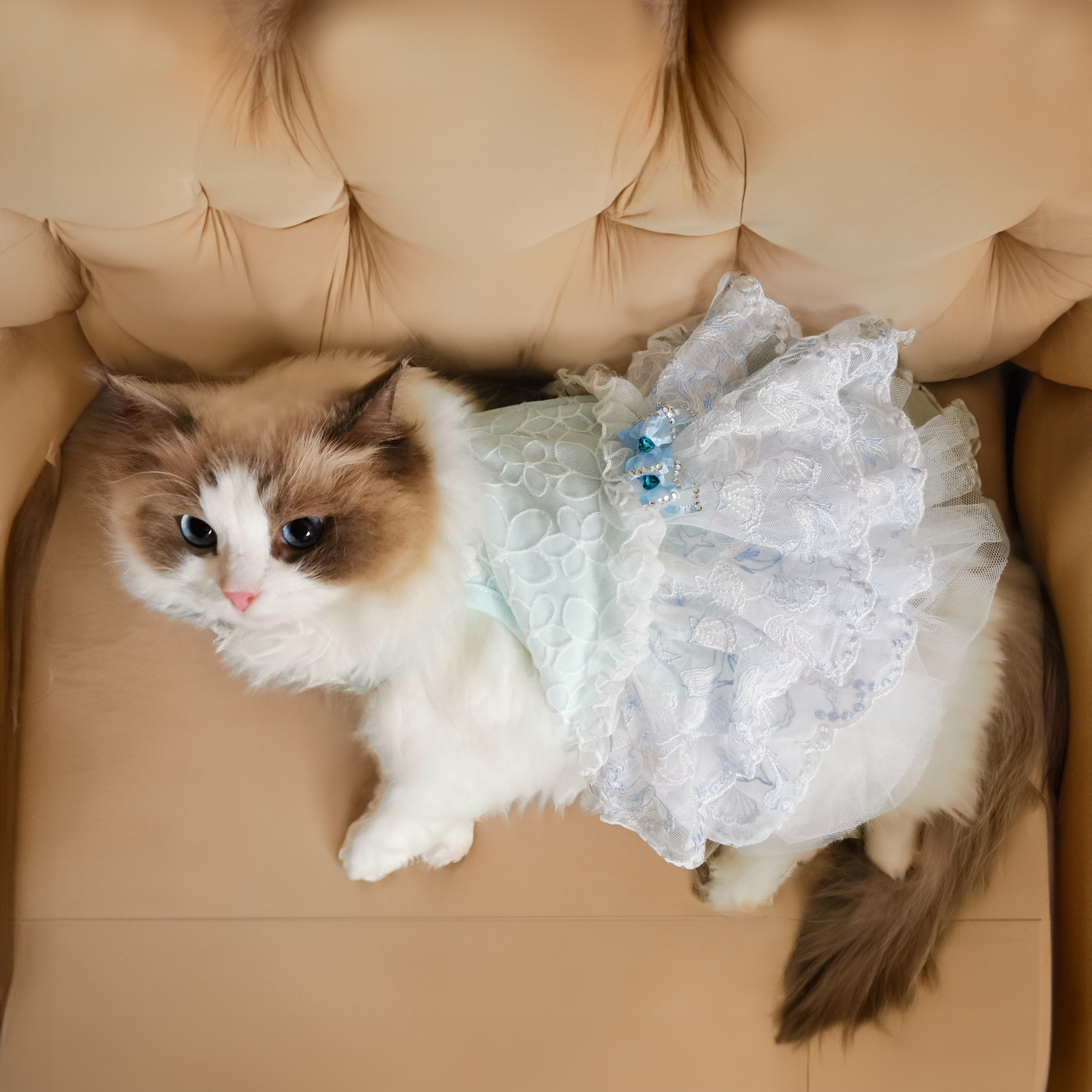 Three bows w/ L-blue Dress