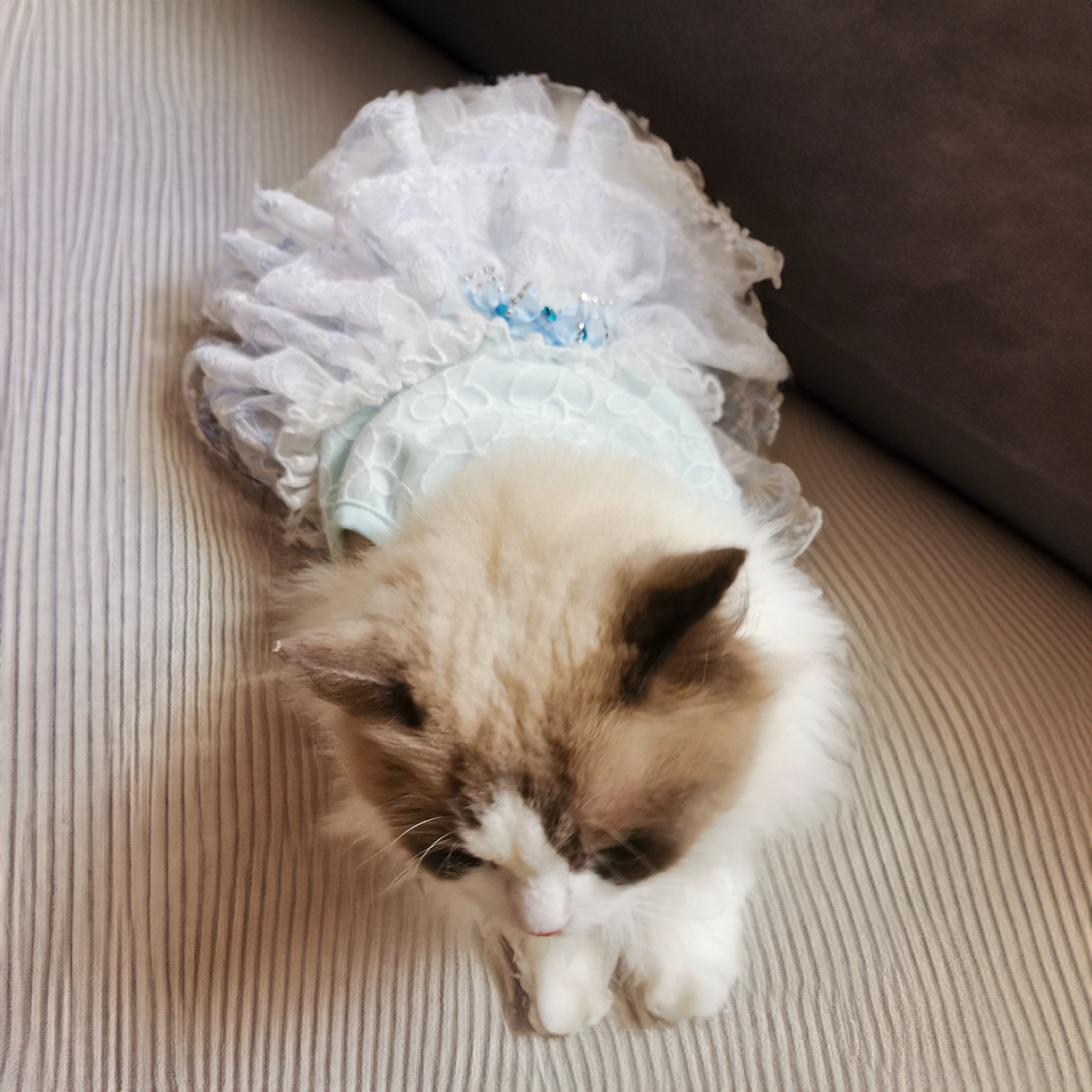 Three bows w/ L-blue Dress