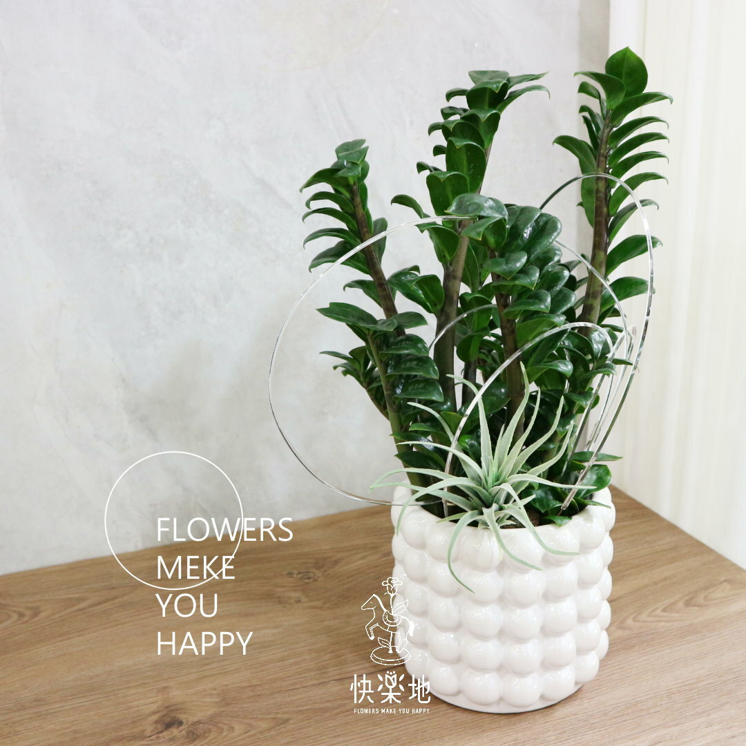 NEW 珠光潤澤 I 金璽美鐵芋(*新金錢樹)  GP240390